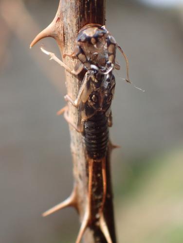 Réf. 273 360 : Perlodes sp.